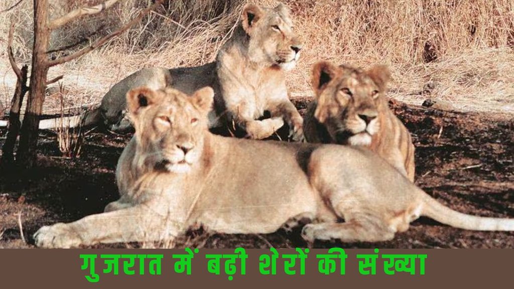gir lion| lion census| gujarat