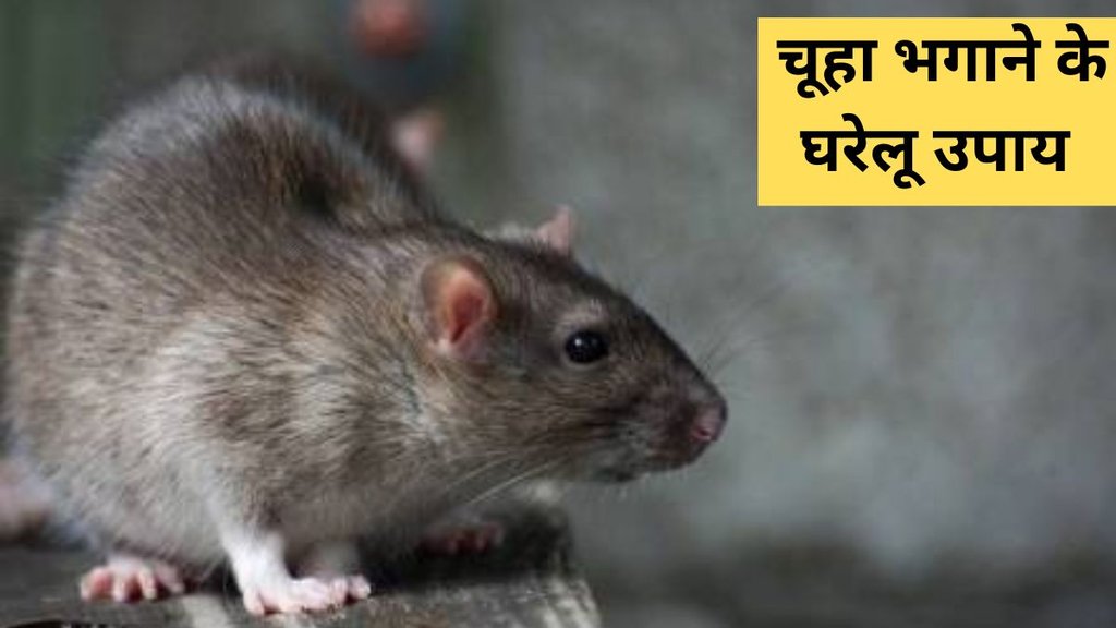 get rid of rats । Home remedies of rats