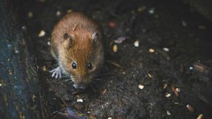 homemade rodent repellent