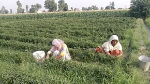 Punjab farmers, punjab farmers field access,