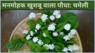 jasmine flower । How to grow jasmine flower