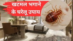 Khatmal Kaise Bhagaye: पलंग या कुर्सी-मेज में छिपे खटमल भागेंगे सरपट, जब आजमाएंगे ये तरीके