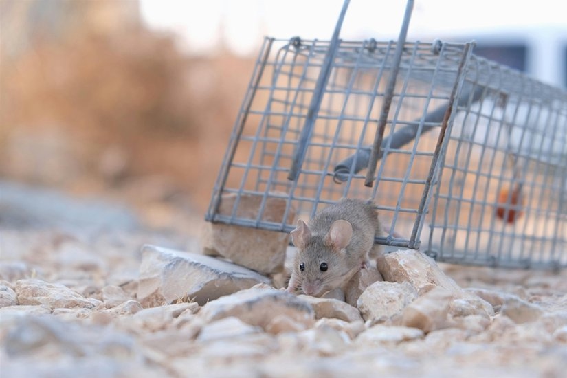 natural ways to repel mice