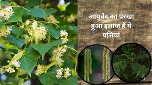 neem leaves,Neem leaves uses,how to use neem leaves,neem leaves health benefits,Neem leaves beauty benefits,DIY neem freshener,Neem Face Mask, health benefits of neem