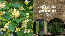 एक नहीं अनेक मर्ज़ की दवा हैं इस पेड़ के पत्ते, फूल और छाल, 5-10 पत्तियों का रस कुछ दिन पी लीजिए, अनगिनत बीमारियों की बेहतरीन हैं औषधि