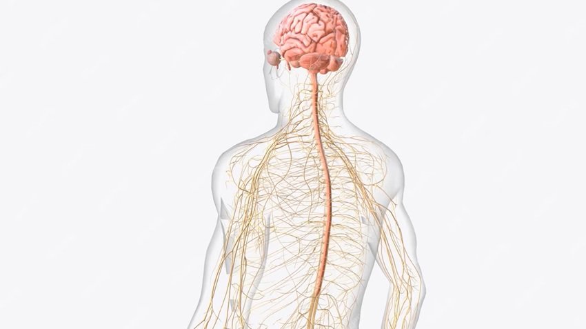 nervous system