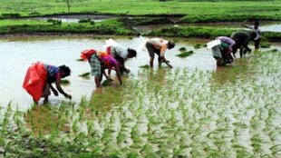 paddy fields| farm laws| punjab