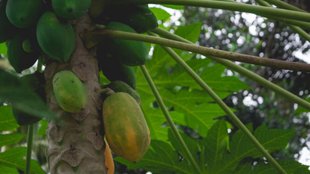 Papaya Plantation । Home Gardening Tips । Gardening Tips