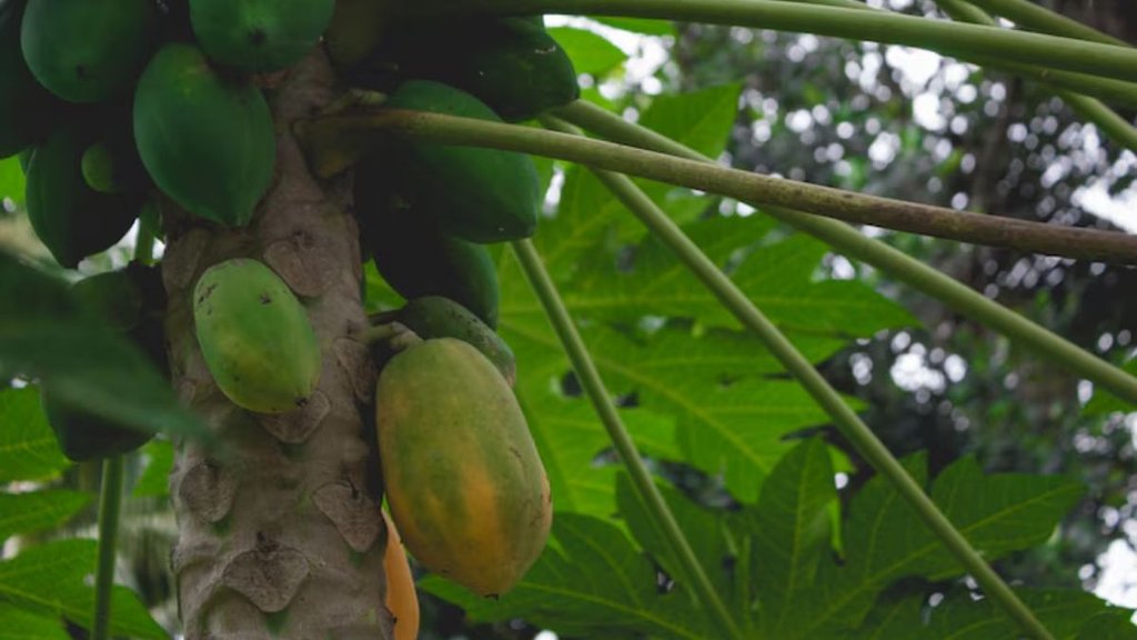 Papaya Plantation । Home Gardening Tips । Gardening Tips Papaya Plantation । Home Gardening Tips । Gardening Tips
