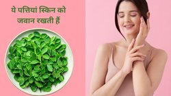 Anti-Aging Leaves: 50 की उम्र में भी 30 के दिखना चाहते हैं तो इन पत्तियों को चबा लें, बढ़ती उम्र थम जाएगी, आयुर्वेदिक एक्सपर्ट ने बताएं फायदे