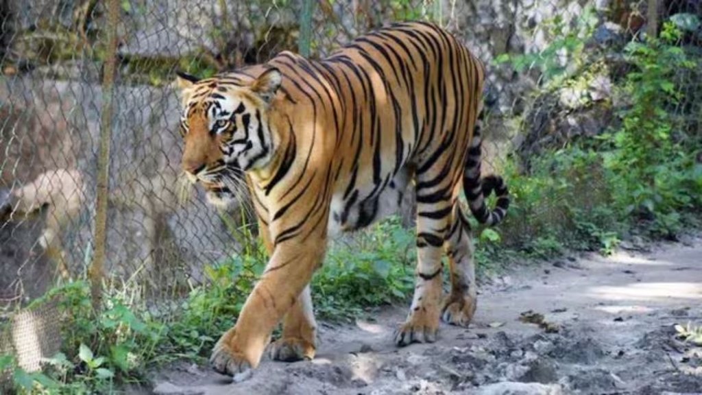 tiger | assam |