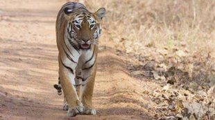 Ranthambhore tiger reserve, tiger attack, Ranthambhore tiger live baiting
