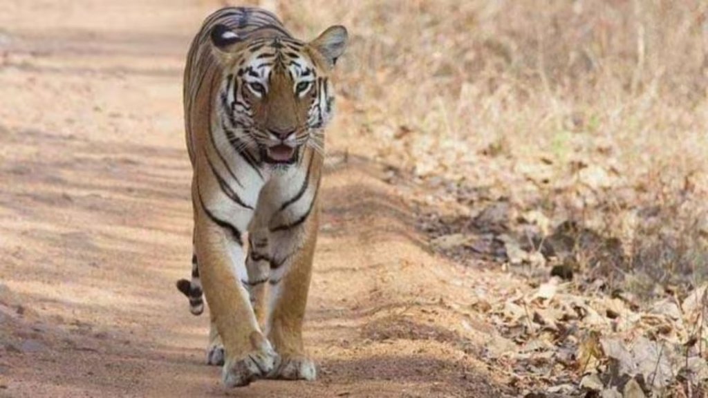 Ranthambhore tiger reserve, tiger attack, Ranthambhore tiger live baiting