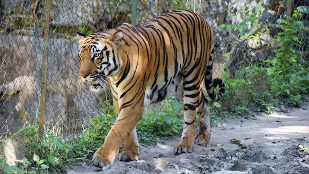 tiger, Tiger Safari, MP Tiger Safari