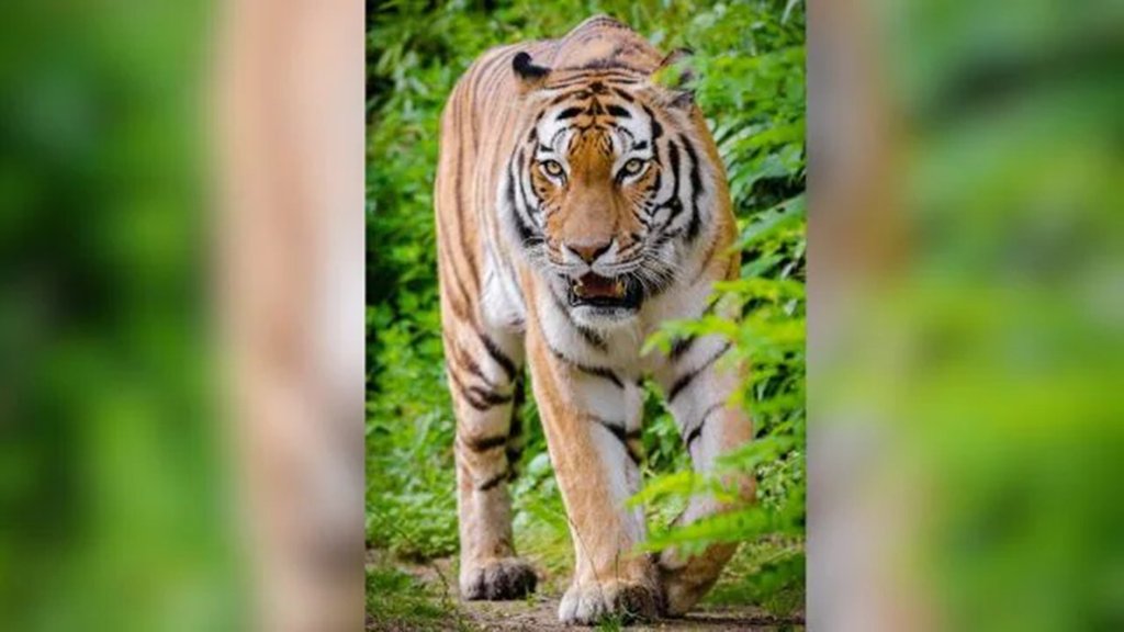 Tiger Health Crisis, Zoo Tiger Infection