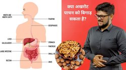 सेहत के लिए अमृत हैं अखरोट, लेकिन इस तरह खाएंगे तो पाचन पर करेगा ज़हर का काम, डॉक्टर ने बताया तरीका