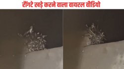अरे बाप रे… शौचालय की टंकी में 70 से अधिक सांपों का डेरा, देखकर सहमे लोग, Viral Video