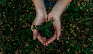 High oxygen-producing plants