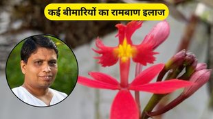 What is Shalmali kantak used for, Which Ayurvedic herb is best for skin, What is shalmali, Which herb is best for skin tightening, Acharya Balkrishna