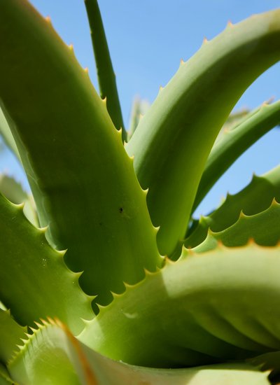 Aloe Vera