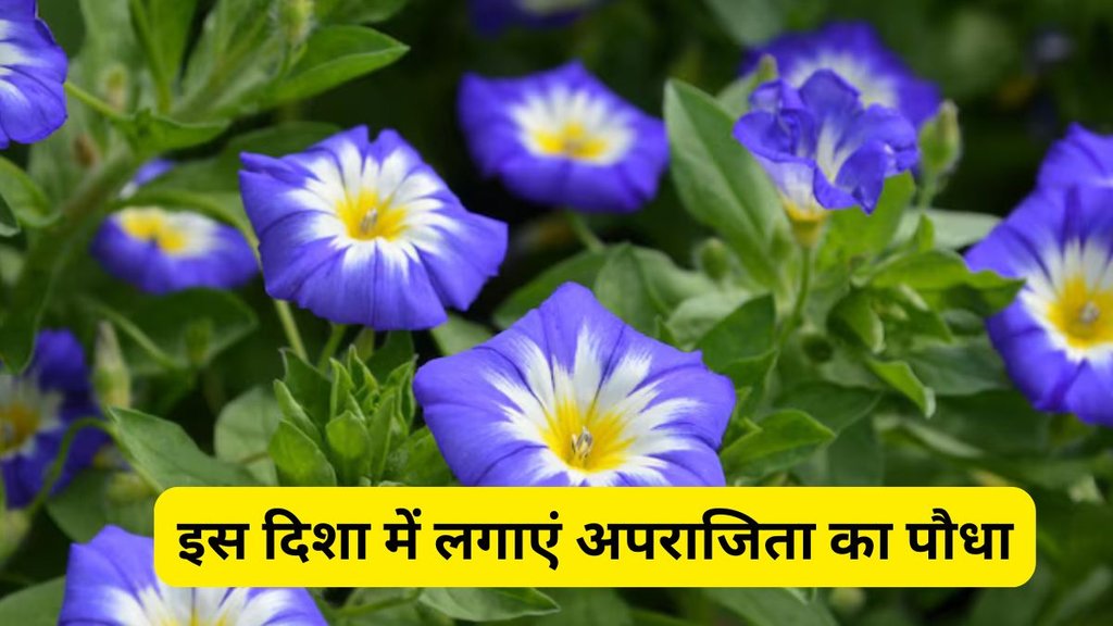 aparajita plant vastu tips, aparajita plant direction as per vastu, vastu tips, vastu shastra, aparajita plant in home, aparajita plants benefits in hindi, which direction is best for aparajita plant, ghar ke liye vastu shastra, ghar ke liye vastu tips, vastu tips for aparajita plant