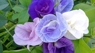 Aparajita Plant , Aparajita Plant Care Tips