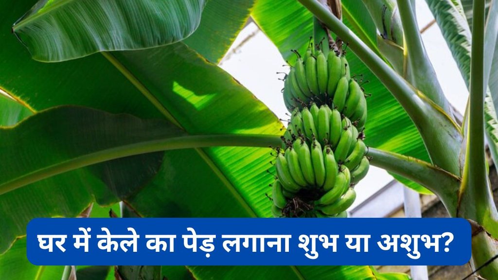 Is banana tree good for home as per Vastu, Banana plant Vastu benefits, Banana tree at home Vastu rules, Can we plant banana tree at home Vastu, Vastu for planting banana plant at home, Banana tree at home good or bad, Should banana tree be planted at home, Banana tree in house Vastu effects
