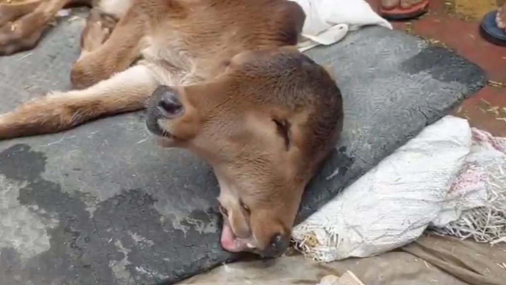 Baghpat News, Calf two mouth, Hindi News