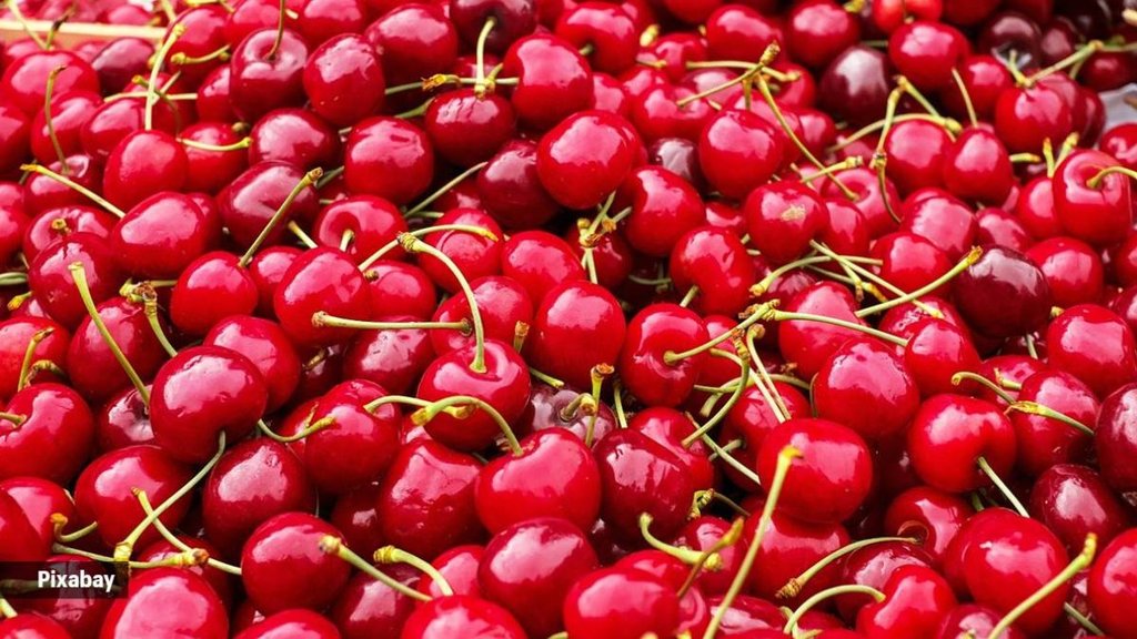 Cherry News | delhi news | delhi news hindi