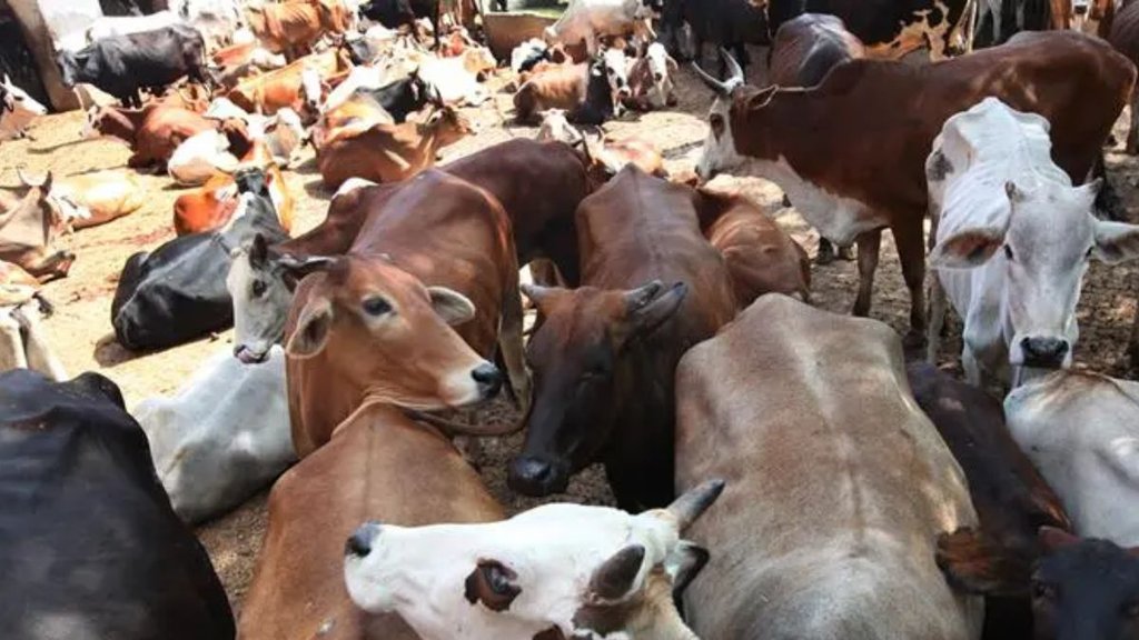 Cow Vigilantism Madhya Pradesh, cow protection, Cow Vigilantism Junaid, Cow Vigilantism arman,