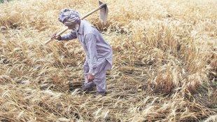 Farmers Protest, Government Policy, Farm Laws, MSP Guarantee