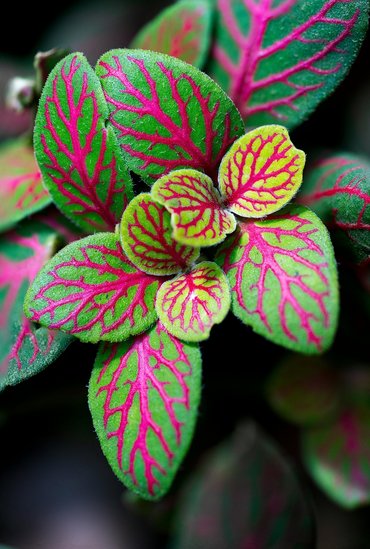 Fittonia
