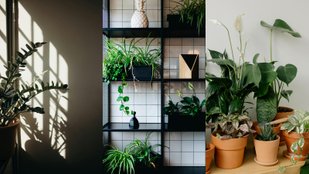Gorgeous Indoor Plants for Your Kitchen