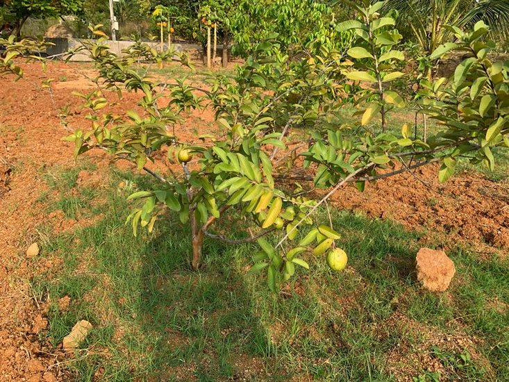 High oxygen trees 2025