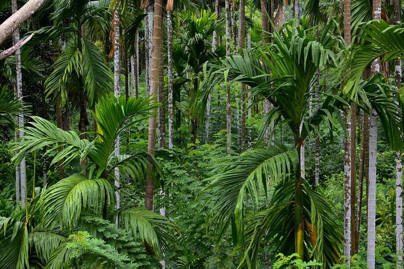 Plants to increase oxygen levels