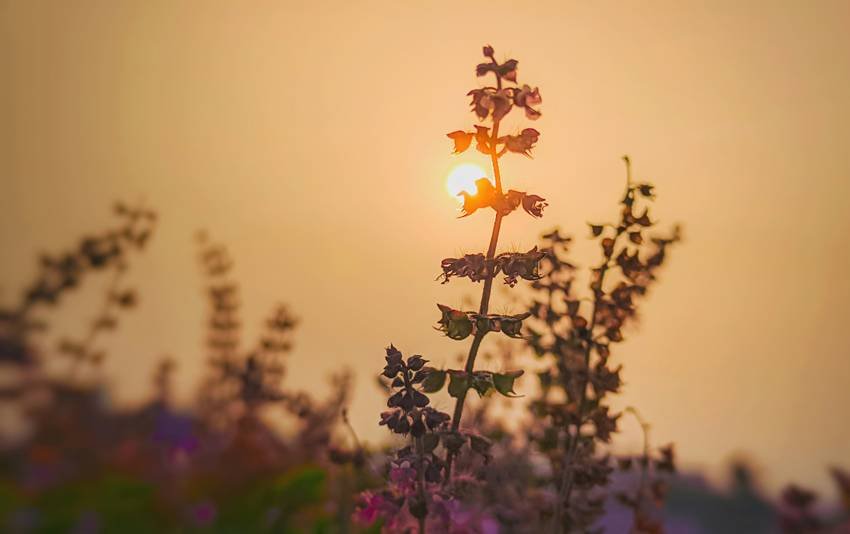 High oxygen-producing plants