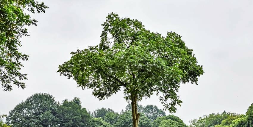 Oxygen-rich plants 2025