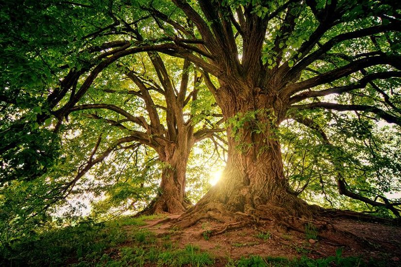 Oxygen-rich plants 2025