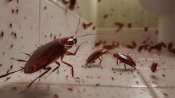 Cockroaches: घर आए कॉकरोच को कैसे भगाएं? इन 3 तरीकों से तुरंत होगा खात्मा