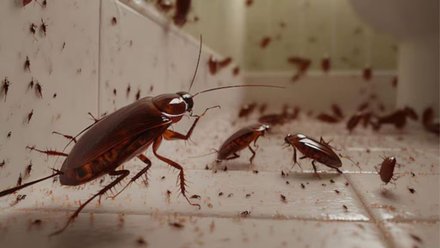 घर आए कॉकरोच को कैसे भगाएं? इन 3 तरीकों से तुरंत होगा खात्मा- Home Remedies to Get Rid of Cockroaches cockroach kaise bhagaye gharelu upay in hindi | Jansatta | Jansatta