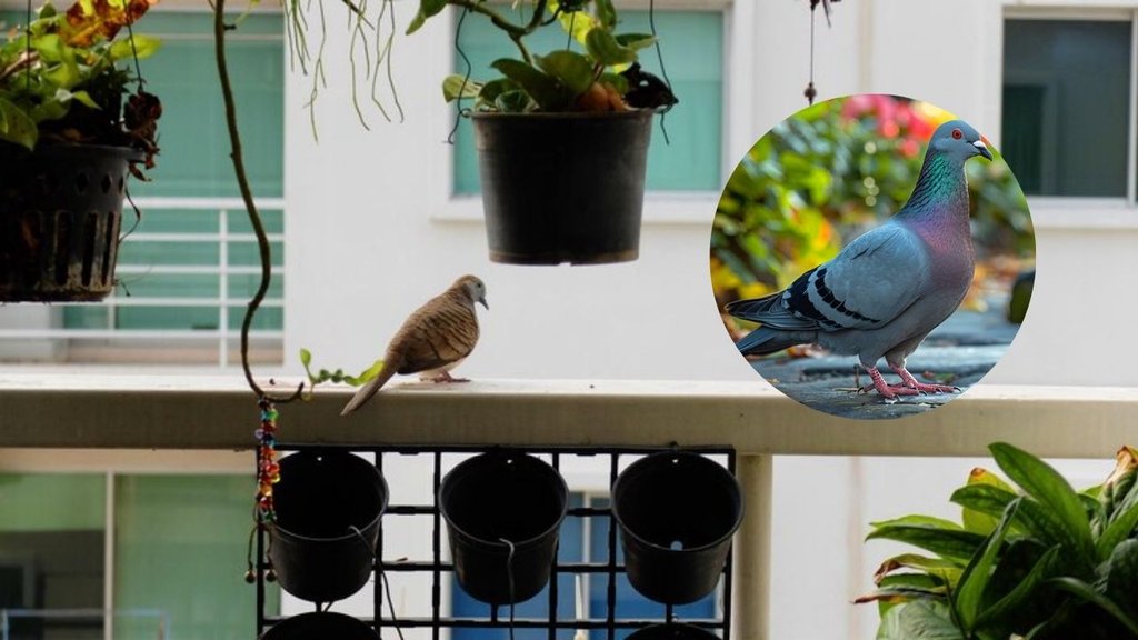 How to get rid of pigeons | Best Plants to Keep Pigeons Away | Outdoor plants for pigeons