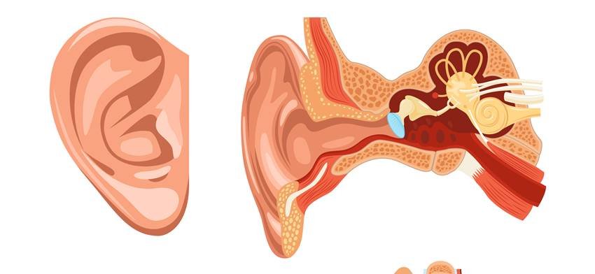 What to do if insect goes in ear