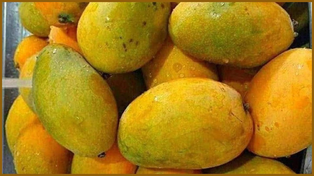How to ripen raw mango, How to ripen raw mango at home, ghar par aam kaise pakaye