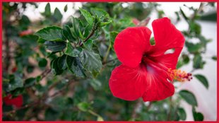 Mustard Cake Fertilizer, How to make Mustard Cake, hibiscus plant