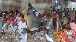 शादी की चल रही थीं रस्में, पंडित जी पढ़ रहे थे मंत्र, तभी मंडप में घुस आया आवारा सांड और फिर…, Viral Video देख चौंक गए यूजर्स