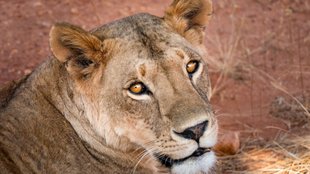 lioness attack,Bernd Kebbel,Namibia safar