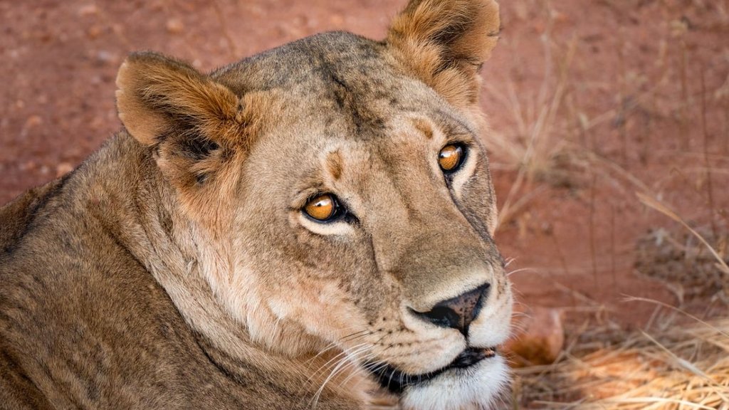 lioness attack,Bernd Kebbel,Namibia safar