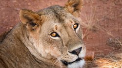 पत्नी के साथ जंगल सफारी पर गया था बिजनस मैन, तभी आई शेरनी और कर दिया अटैक फिर…, दिल दहला रही घटना