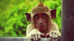 मुरादाबाद : बंदर को मारने के लिए शख्स ने फेंकी कुल्हाड़ी, जानवर के बदले 2 साल के बेटे को लगी, हो गई मौत