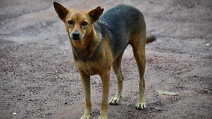 Indore horror, stray dog mauls baby Indore, Indore news
